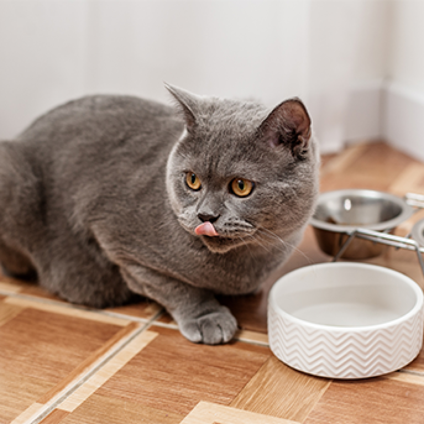 Gato gris tomando agua.jpg